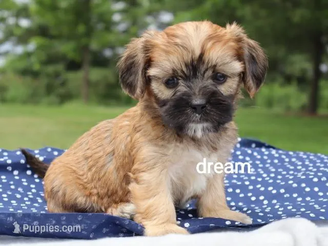 Nash – Cavalier King Charles Spaniel, Shih Tzu puppy for sale in Boyd, WI