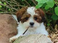 Loveda, a female Cavapoo and Shihpoo for sale in Boyd, WI – 5 of 10