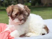 Skye, a female Shihpoo for sale in Boyd, WI – 1 of 5