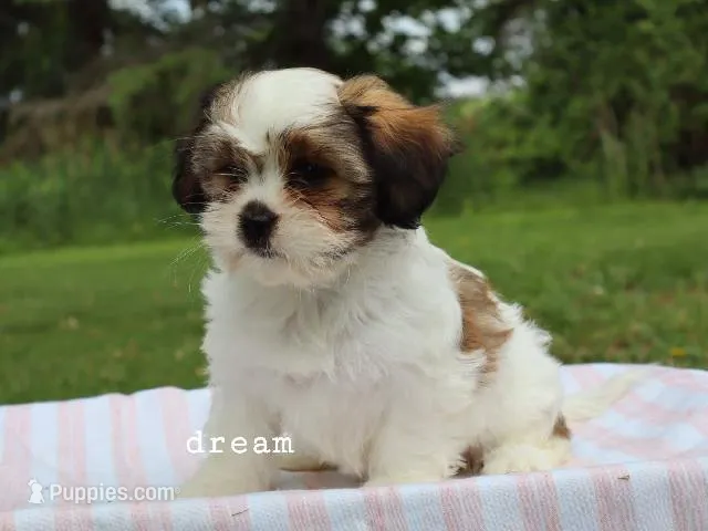 Gemma – Cavapoo, Shihpoo puppy for sale in Boyd, WI