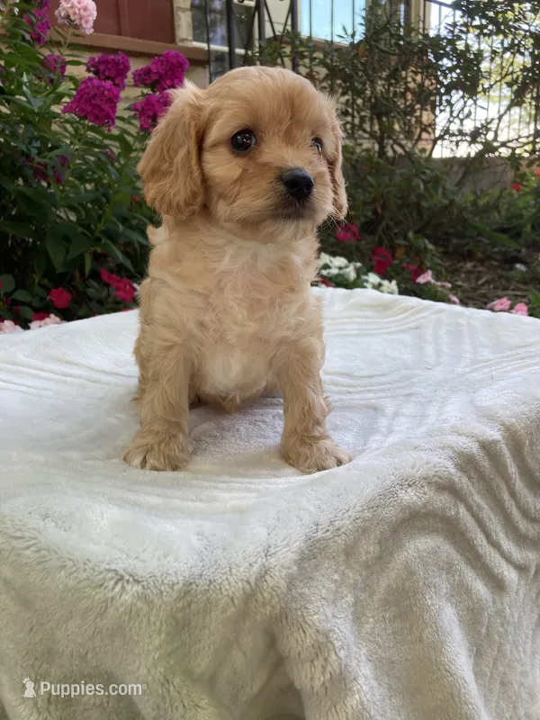 Laredo – Cavapoo puppy for sale in Boyd, WI