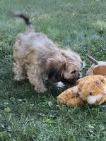Wynn, a male Cavalier King Charles Spaniel and Shih Tzu for sale in Boyd, WI – 3 of 8