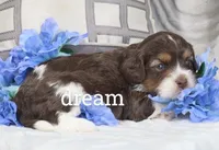 Anchor, a male Cavapoo for sale in Boyd, WI – Photo 3 of 3