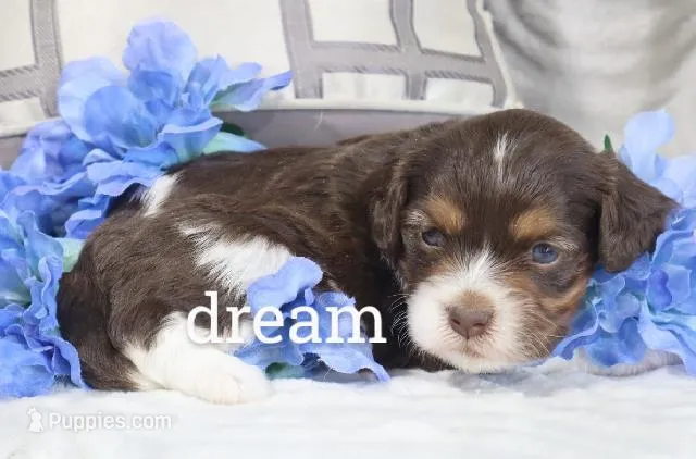 Anchor – Cavapoo puppy for sale in Boyd, WI