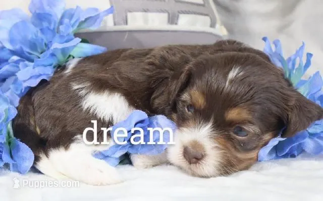 Anchor – Cavapoo puppy for sale in Boyd, WI