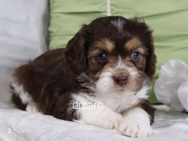 Anchor – Cavapoo puppy for sale in Boyd, WI