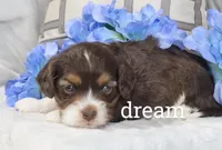 Anchor, a male Cavapoo for sale in Boyd, WI – Photo 2 of 3