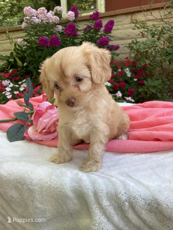 Apphia – Cavapoo puppy for sale in Boyd, WI