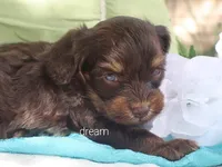 Shiloh, a male Cavapoo for sale in Boyd, WI – 3 of 4