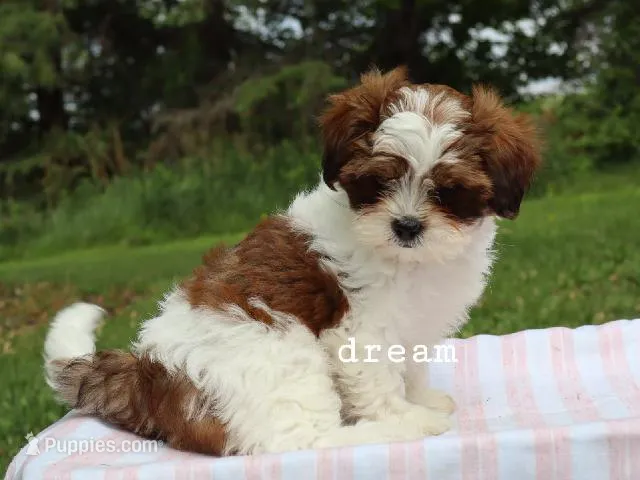 Loveda – Cavapoo, Shihpoo puppy for sale in Boyd, WI