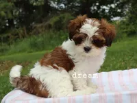 Loveda, a female Cavapoo and Shihpoo for sale in Boyd, WI – 3 of 10