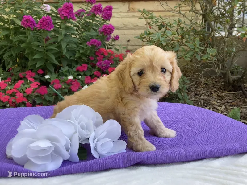 Hadley – Cavapoo puppy for sale in Boyd, WI