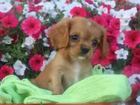 Chase , a male Cavalier King Charles Spaniel for sale in Boyd, WI – 7 of 7