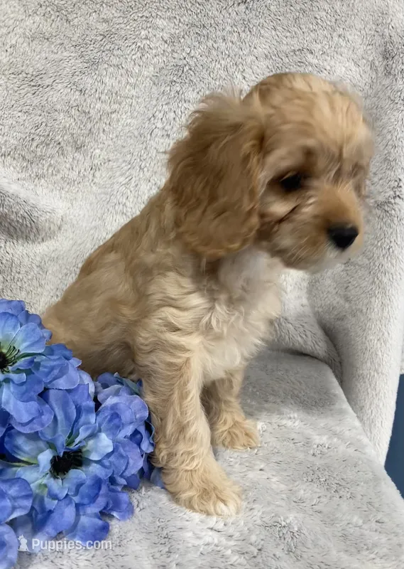 Laredo – Cavapoo puppy for sale in Boyd, WI