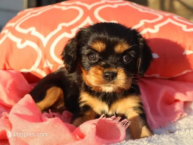 Luna – Cavalier King Charles Spaniel puppy for sale in Boyd, WI