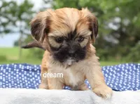Nash, a male Cavalier King Charles Spaniel and Shih Tzu for sale in Boyd, WI – 5 of 6