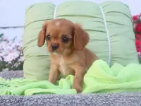 Chase , a male Cavalier King Charles Spaniel for sale in Boyd, WI – 4 of 7