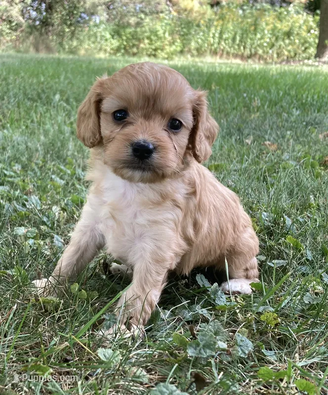 Laredo – Cavapoo puppy for sale in Boyd, WI
