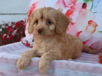 Apphia, a female Cavapoo for sale in Boyd, WI – 1 of 10