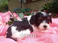 Indy, a female Cavapoo for sale in Boyd, WI – 3 of 3
