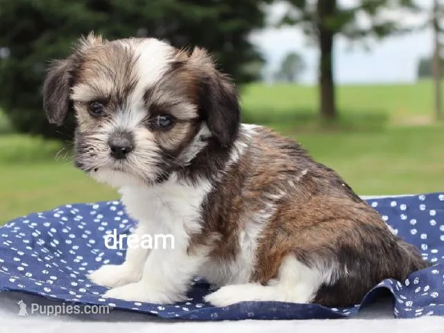 Nico – Cavalier King Charles Spaniel, Shih Tzu puppy for sale in Boyd, WI