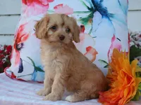 Apphia, a female Cavapoo for sale in Boyd, WI – 3 of 10