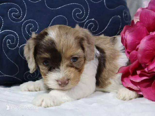Eclipse – Cavapoo puppy for sale in Boyd, WI