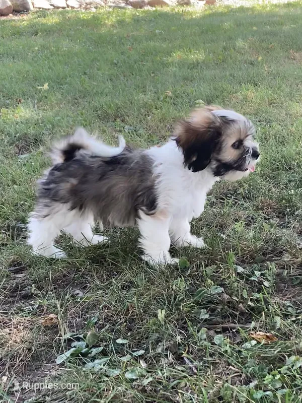 Nico – Cavalier King Charles Spaniel, Shih Tzu puppy for sale in Boyd, WI