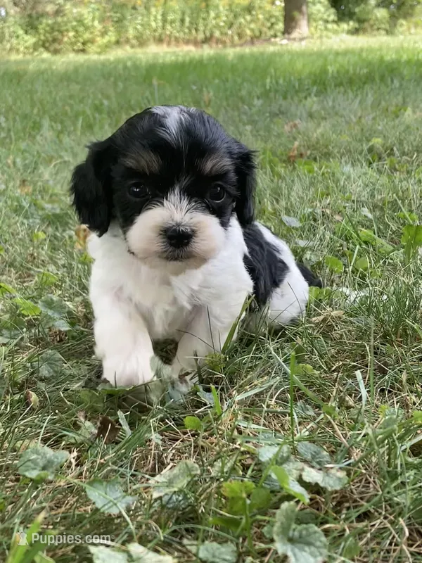 Indy – Cavapoo puppy for sale in Boyd, WI