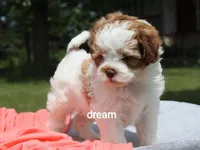Lark, a female Shihpoo for sale in Boyd, WI – 1 of 7