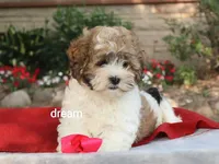 Sienna, a female Shihpoo for sale in Boyd, WI – 3 of 9