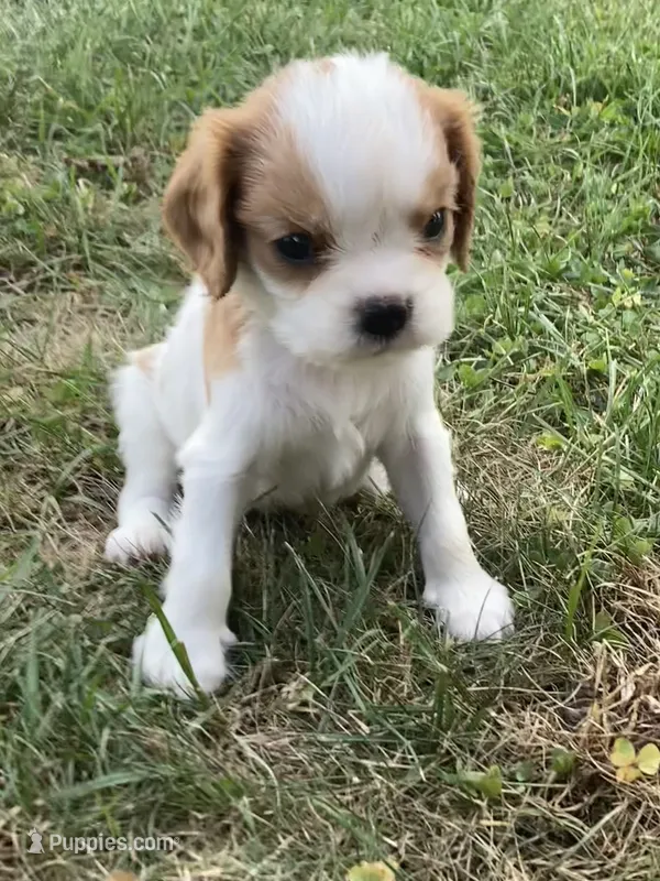 Dewey – Cavalier King Charles Spaniel puppy for sale in Boyd, WI