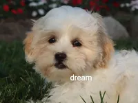 Kamry, a male Shihpoo for sale in Boyd, WI – 3 of 9