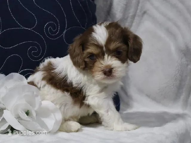 Romeo – Cavapoo puppy for sale in Boyd, WI