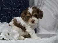 Romeo, a male Cavapoo for sale in Boyd, WI – 1 of 4