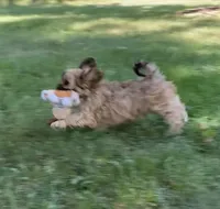 Nash, a male Cavalier King Charles Spaniel and Shih Tzu for sale in Boyd, WI – 3 of 9
