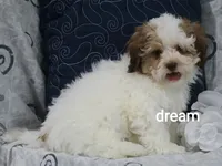 Clay, a male Shihpoo for sale in Boyd, WI – 4 of 8