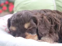 Anza, a female Cavapoo for sale in Boyd, WI – 3 of 5