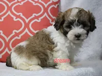Sienna, a female Shihpoo for sale in Boyd, WI – 3 of 4