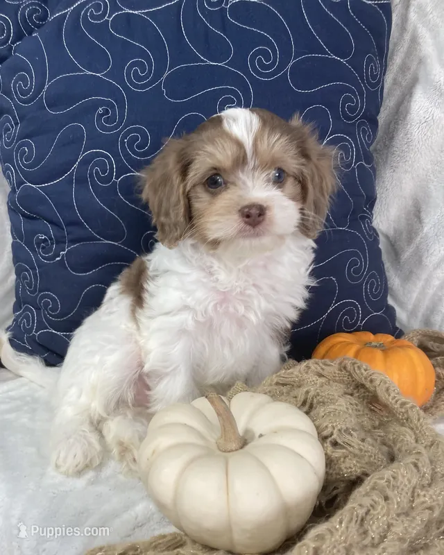 Romeo – Cavapoo puppy for sale in Boyd, WI