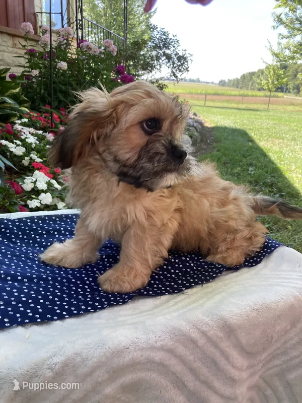 Wynn – Cavalier King Charles Spaniel, Shih Tzu puppy for sale in Boyd, WI