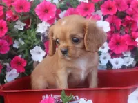 Chase , a male Cavalier King Charles Spaniel for sale in Boyd, WI – 5 of 7
