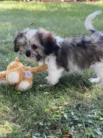 Nico, a male Cavalier King Charles Spaniel and Shih Tzu for sale in Boyd, WI – 2 of 8