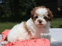 Lark, a female Shihpoo for sale in Boyd, WI – 4 of 7