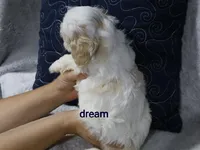 Kamry, a male Shihpoo for sale in Boyd, WI – 2 of 5