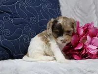Eclipse, a female Cavapoo for sale in Boyd, WI – 5 of 7