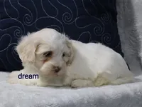 Quinn, a male Shihpoo for sale in Boyd, WI – 2 of 4
