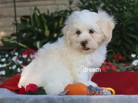 Quinn, a male Shihpoo for sale in Boyd, WI – 4 of 9