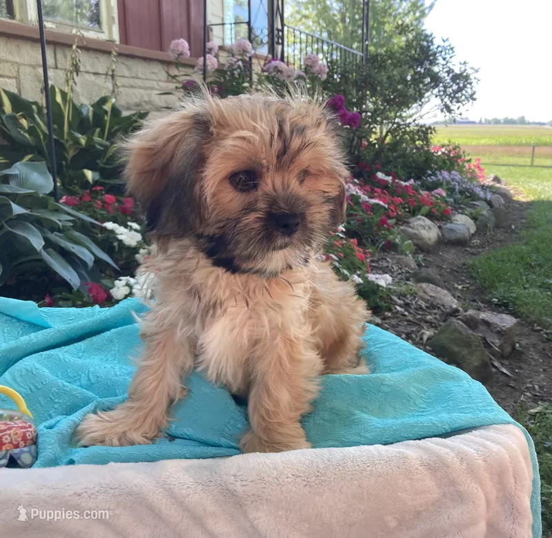 Nash – Cavalier King Charles Spaniel, Shih Tzu puppy for sale in Boyd, WI