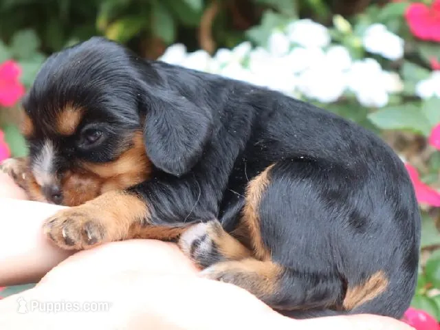 Melody  – Cavalier King Charles Spaniel puppy for sale in Boyd, WI